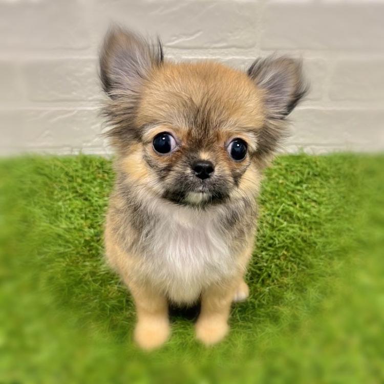 animal_image