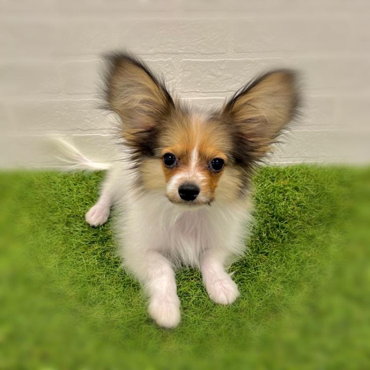 animal_image