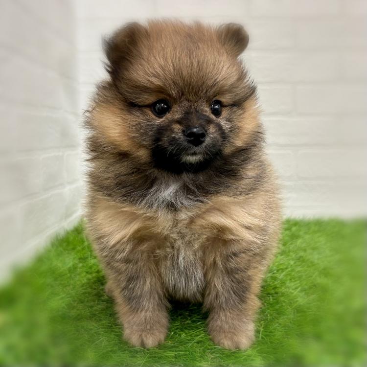 animal_image