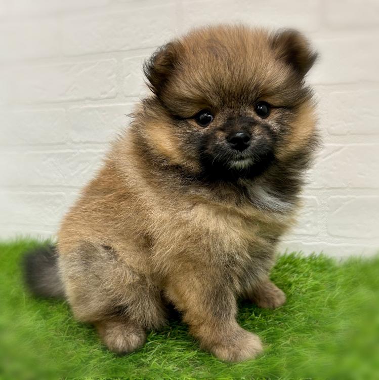 animal_image