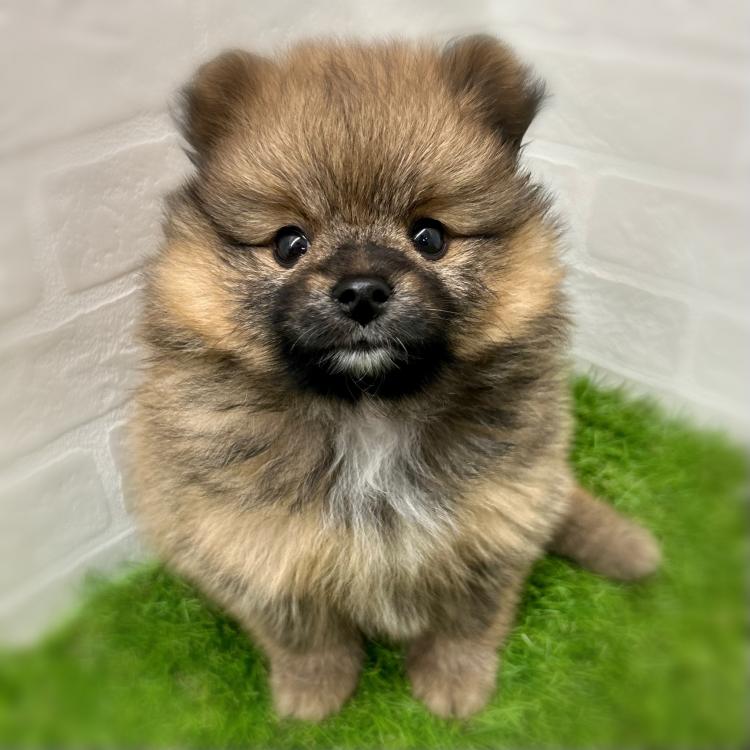 animal_image