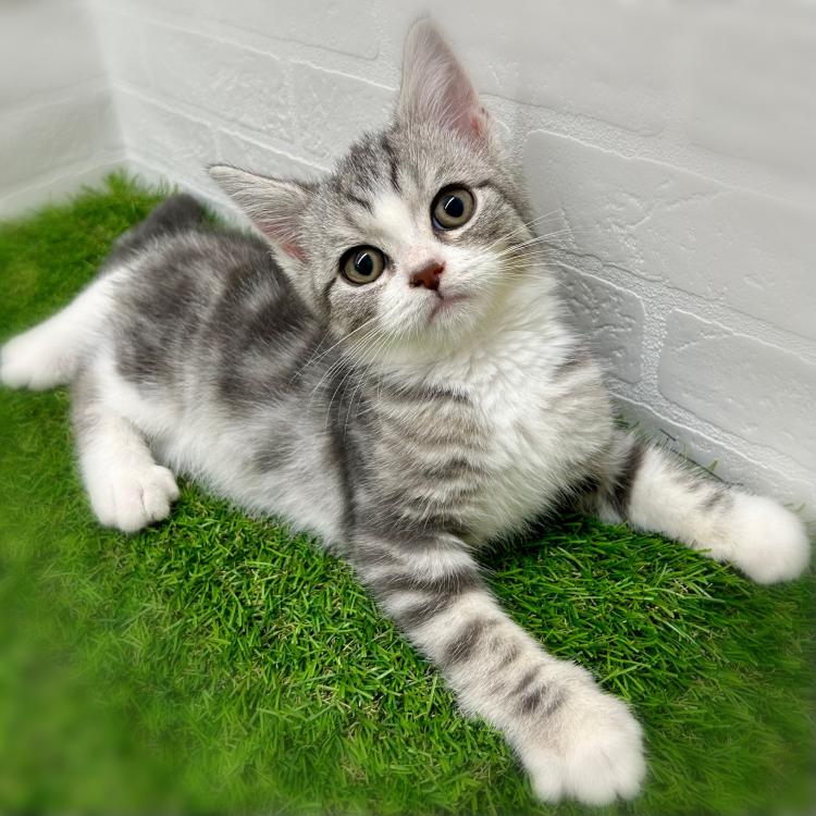 animal_image
