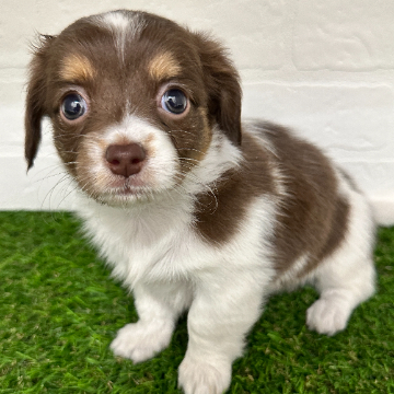 animal_image