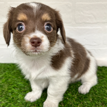animal_image