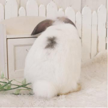 animal_image