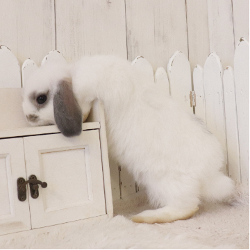 animal_image