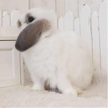 animal_image