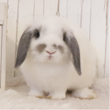 animal_image