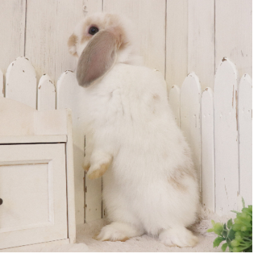 animal_image