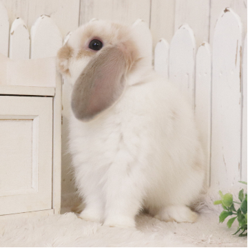 animal_image