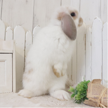 animal_image