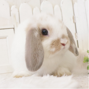 animal_image