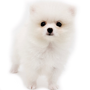 animal_image