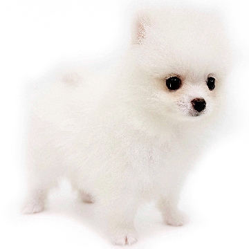 animal_image