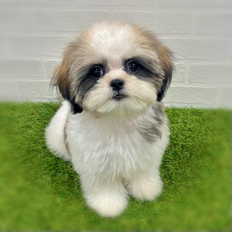 animal_image