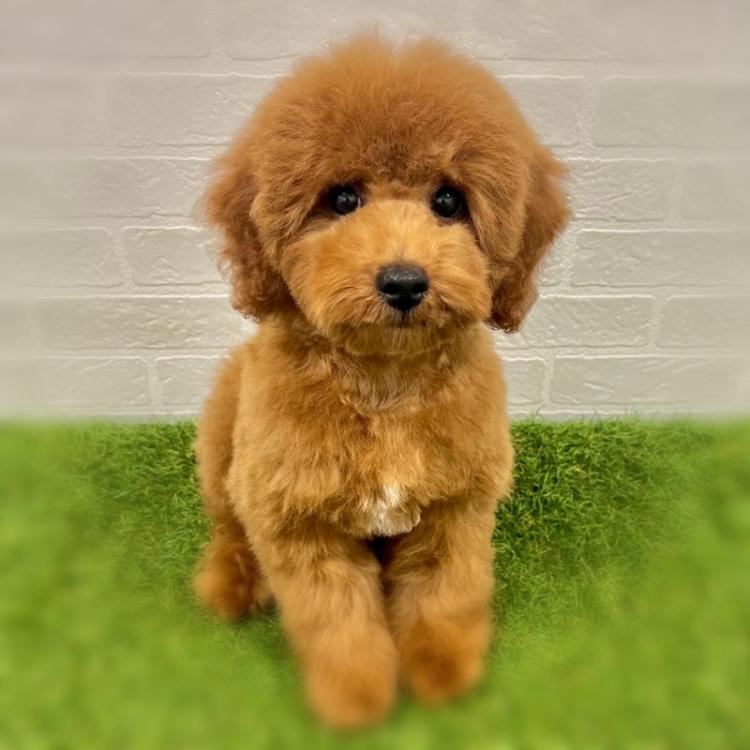 animal_image