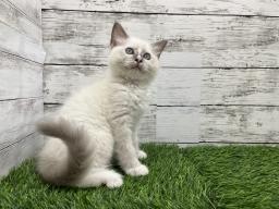 animal_image