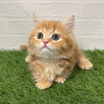 animal_image