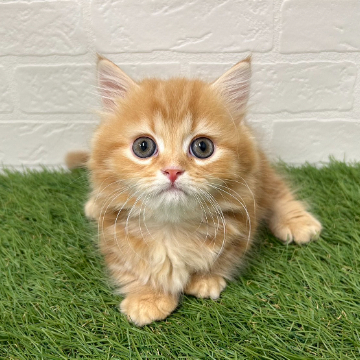 animal_image