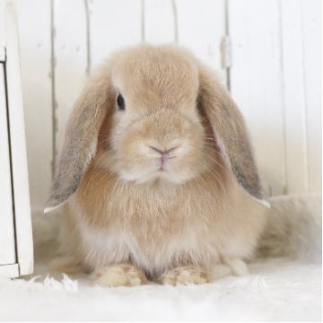 animal_image