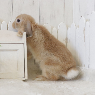animal_image
