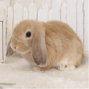 animal_image