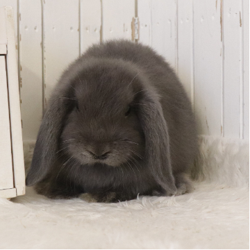 animal_image