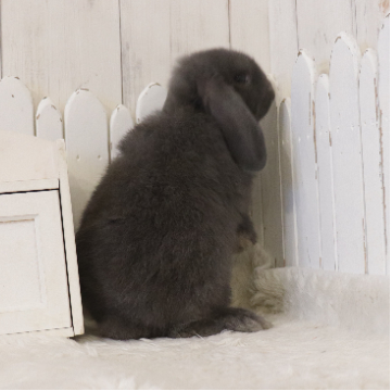 animal_image