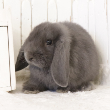 animal_image
