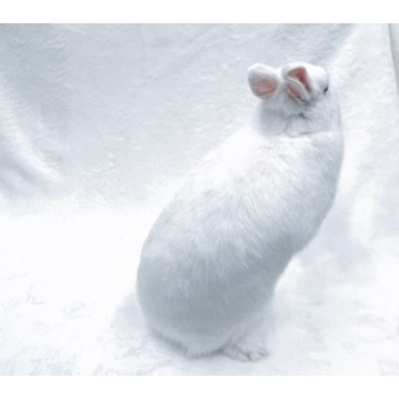 animal_image