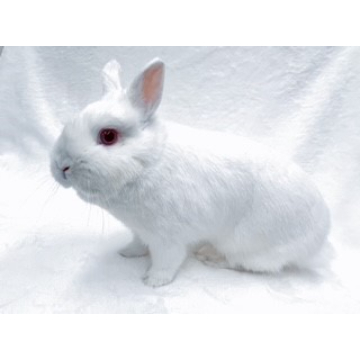 animal_image