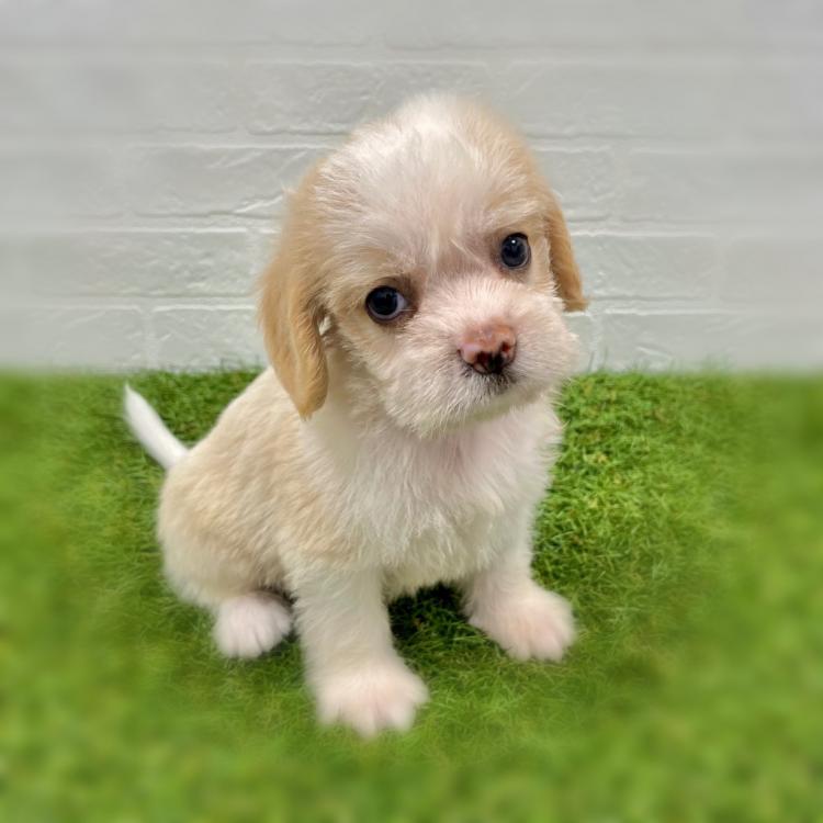 animal_image