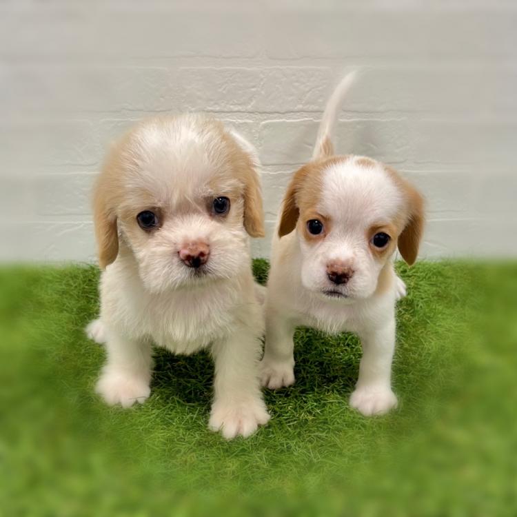 animal_image