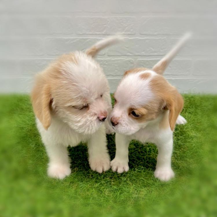 animal_image