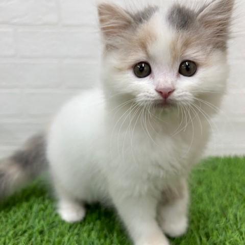 animal_image