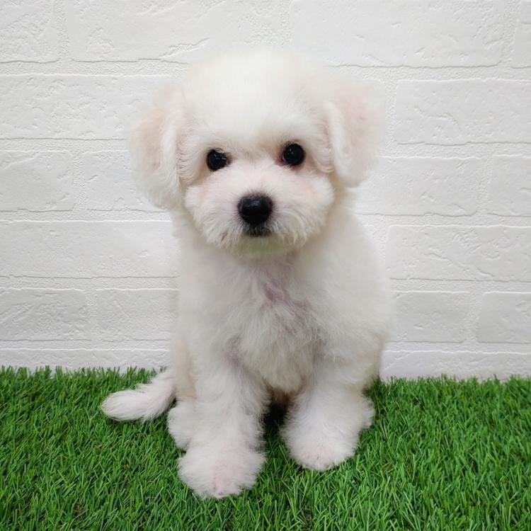 animal_image