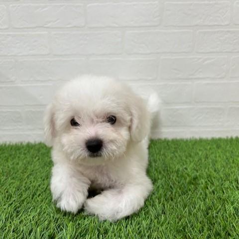 animal_image
