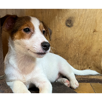 animal_image