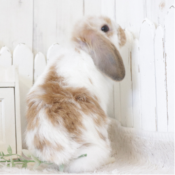 animal_image