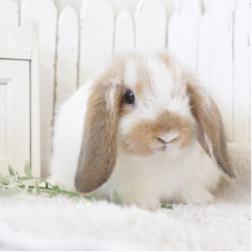 animal_image