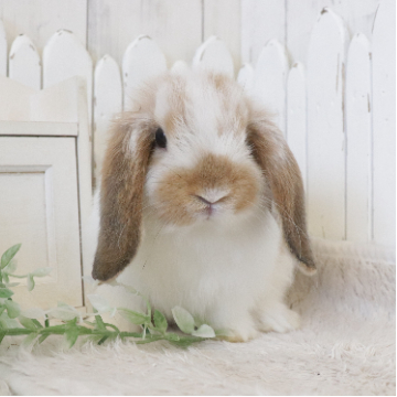 animal_image