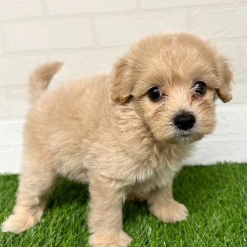 animal_image