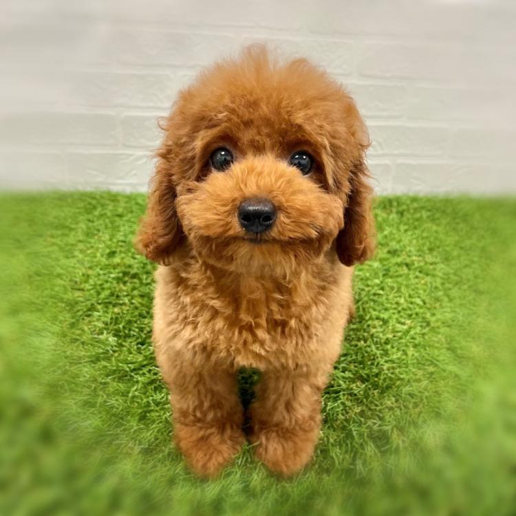 animal_image