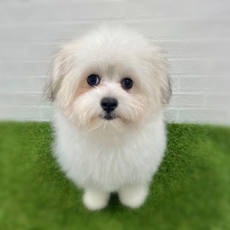 animal_image