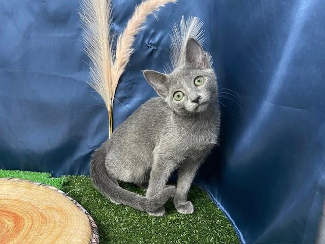 animal_image