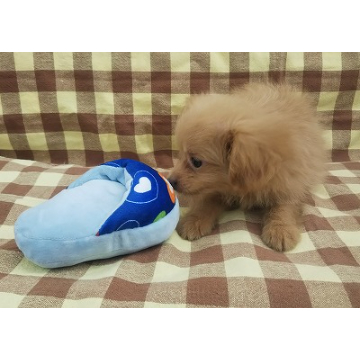 animal_image