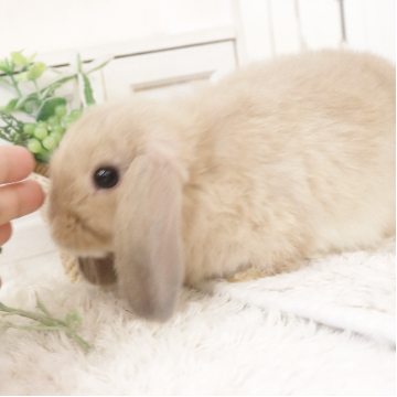animal_image