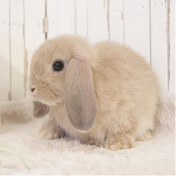 animal_image