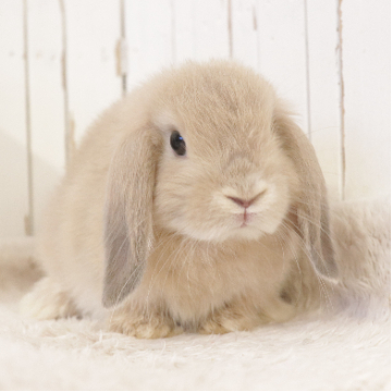 animal_image