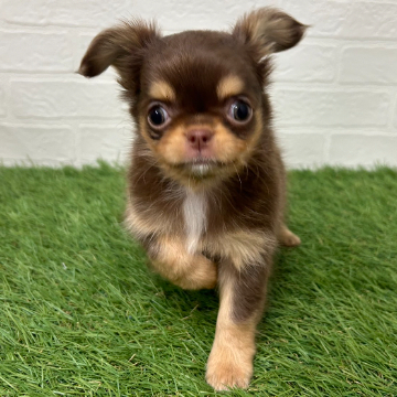 animal_image